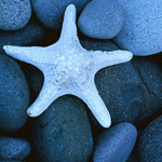 Starfish as Muse